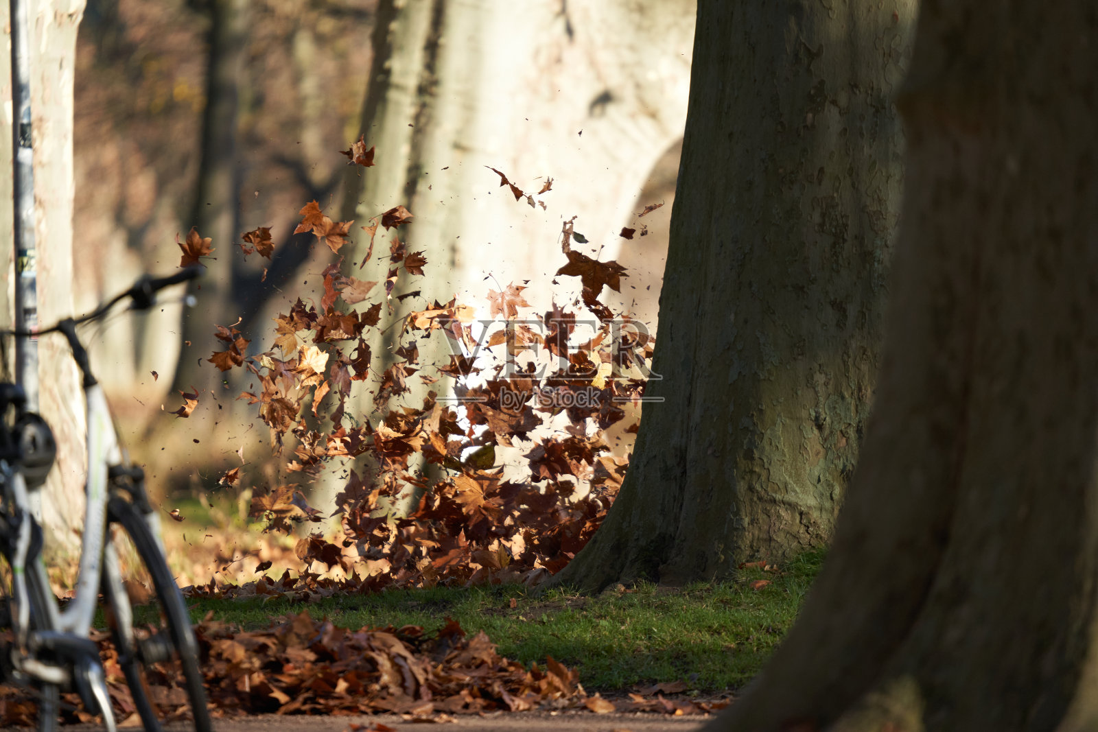 树叶被搅动起来。在公园的几棵树之间。过渡秋冬时间。自行车在前景的深度模糊。照片摄影图片
