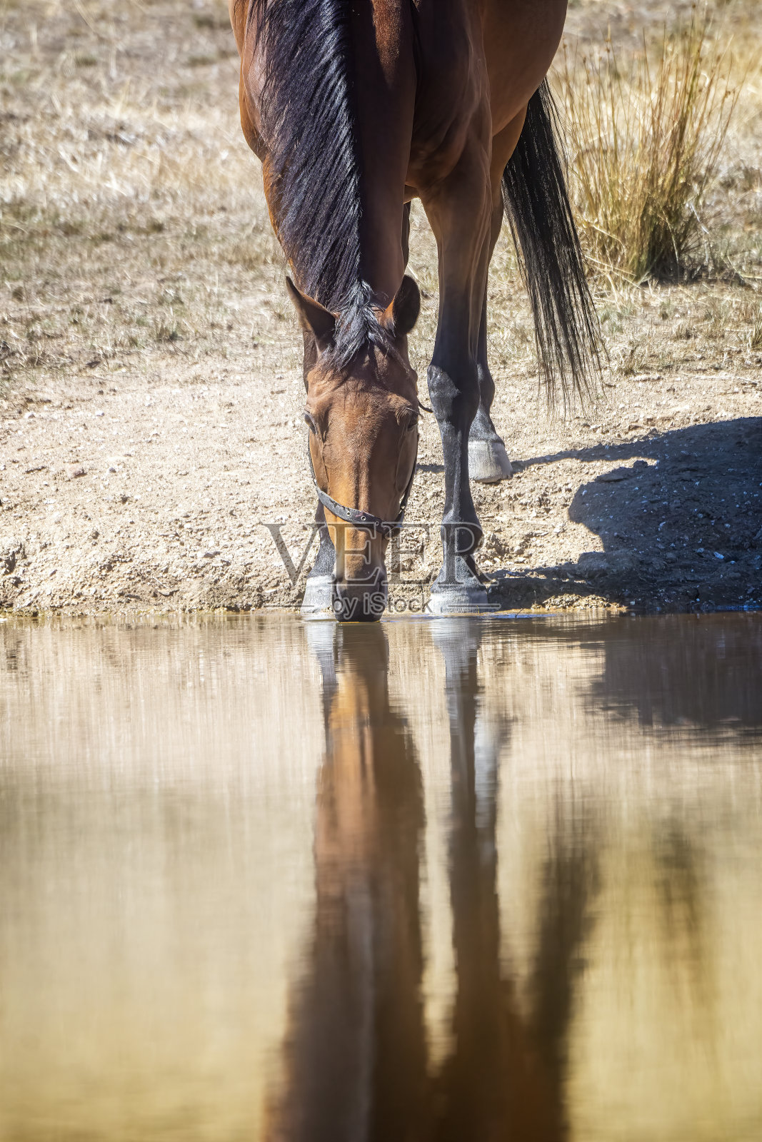 在池塘边饮水的马照片摄影图片