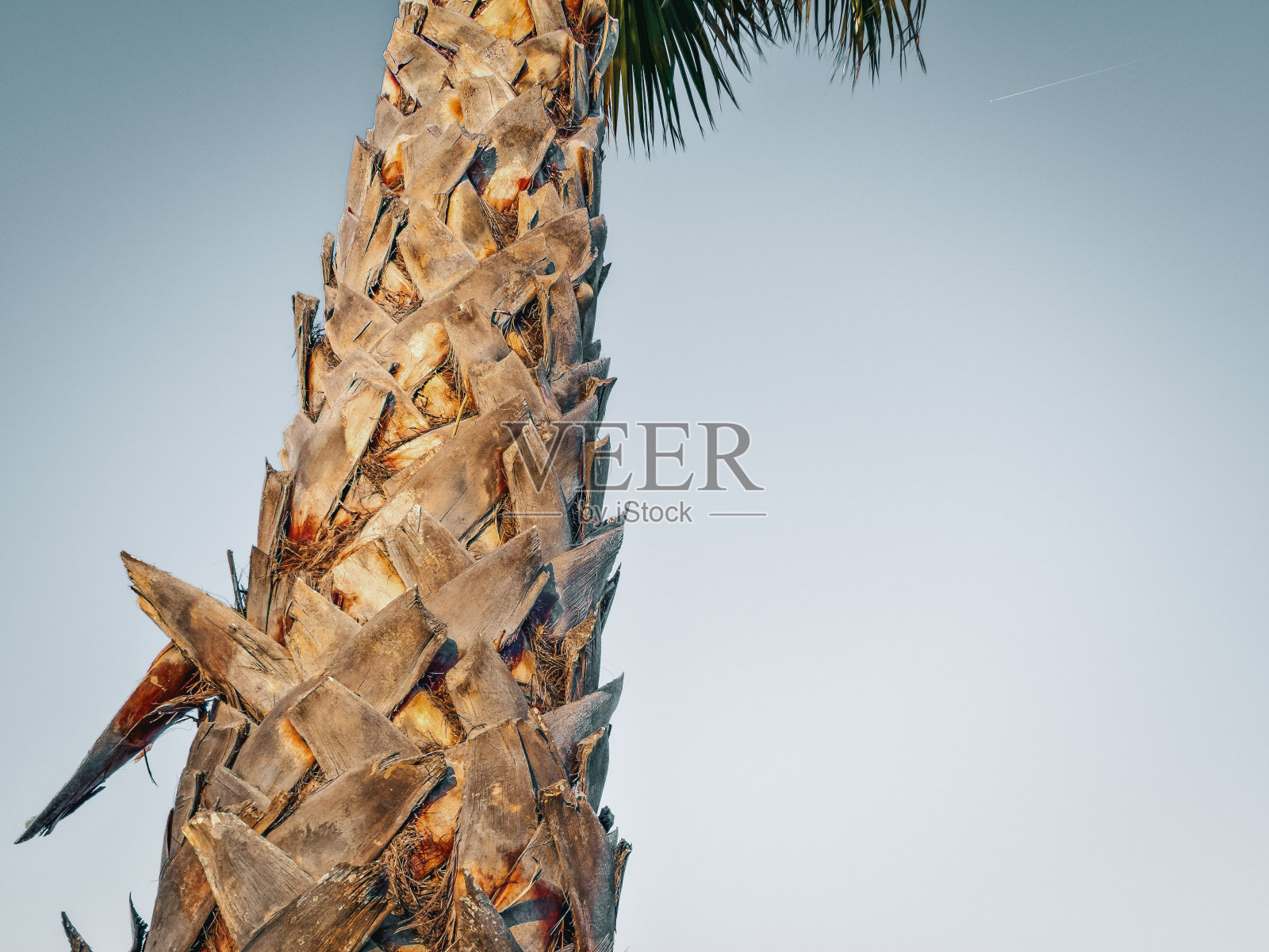 棕榈树树干覆盖着修剪过的叶基部照片摄影图片