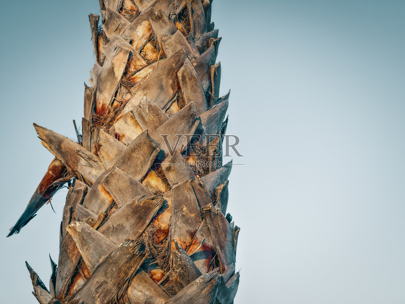 棕榈树树干覆盖着修剪过的叶基部照片摄影图片