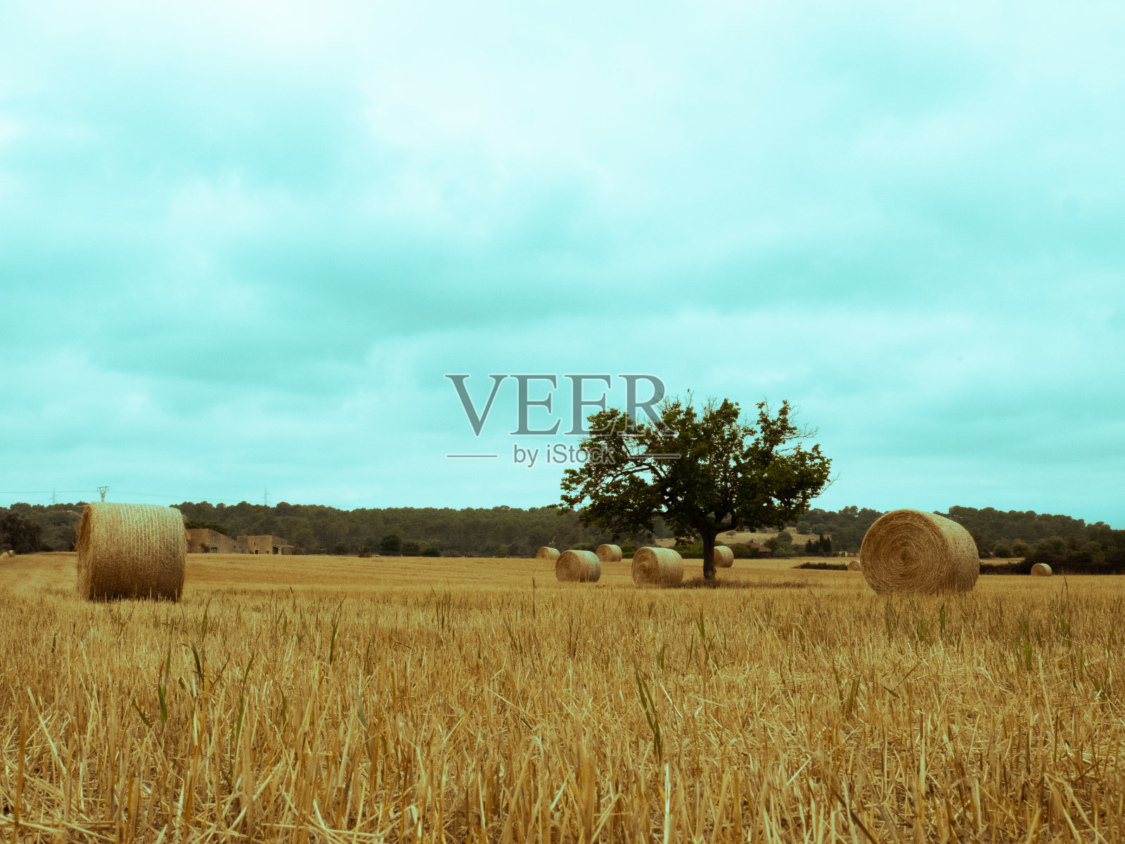 一棵被修剪过的树照片摄影图片