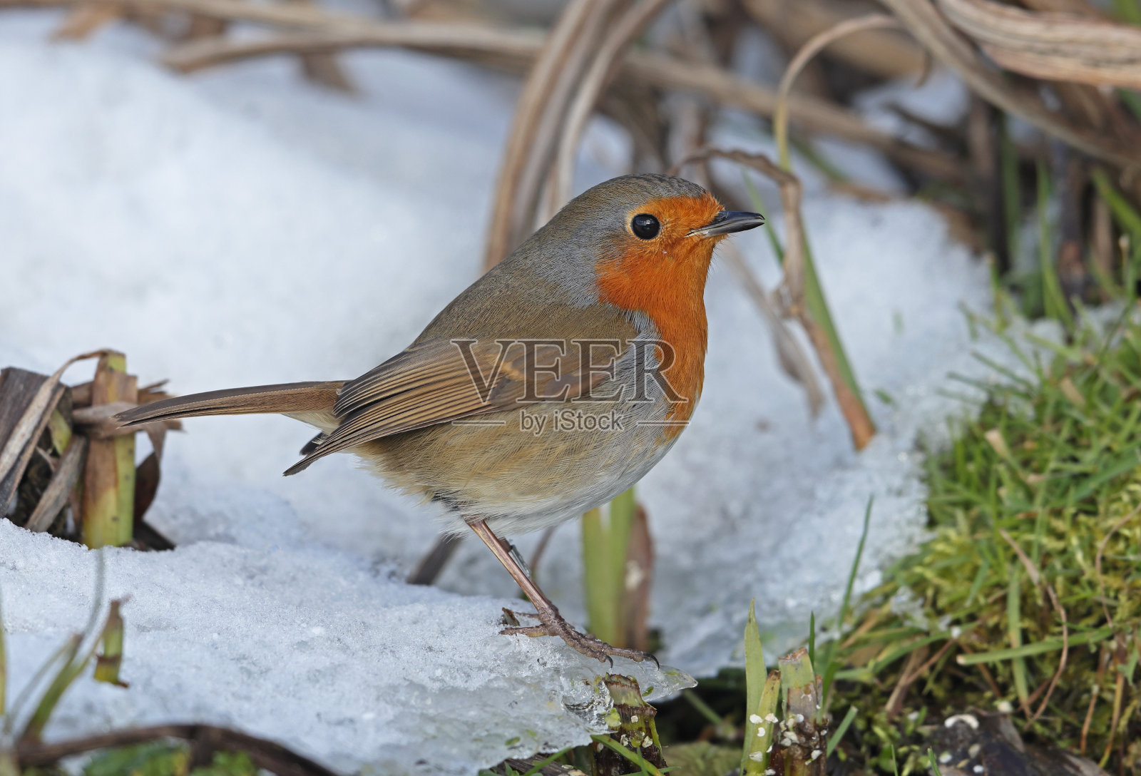 欧洲罗宾照片摄影图片