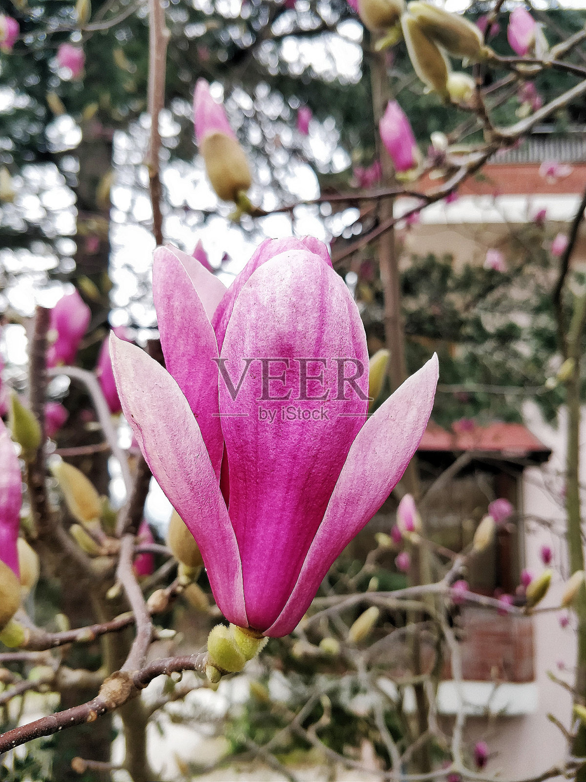 木兰树开花照片摄影图片