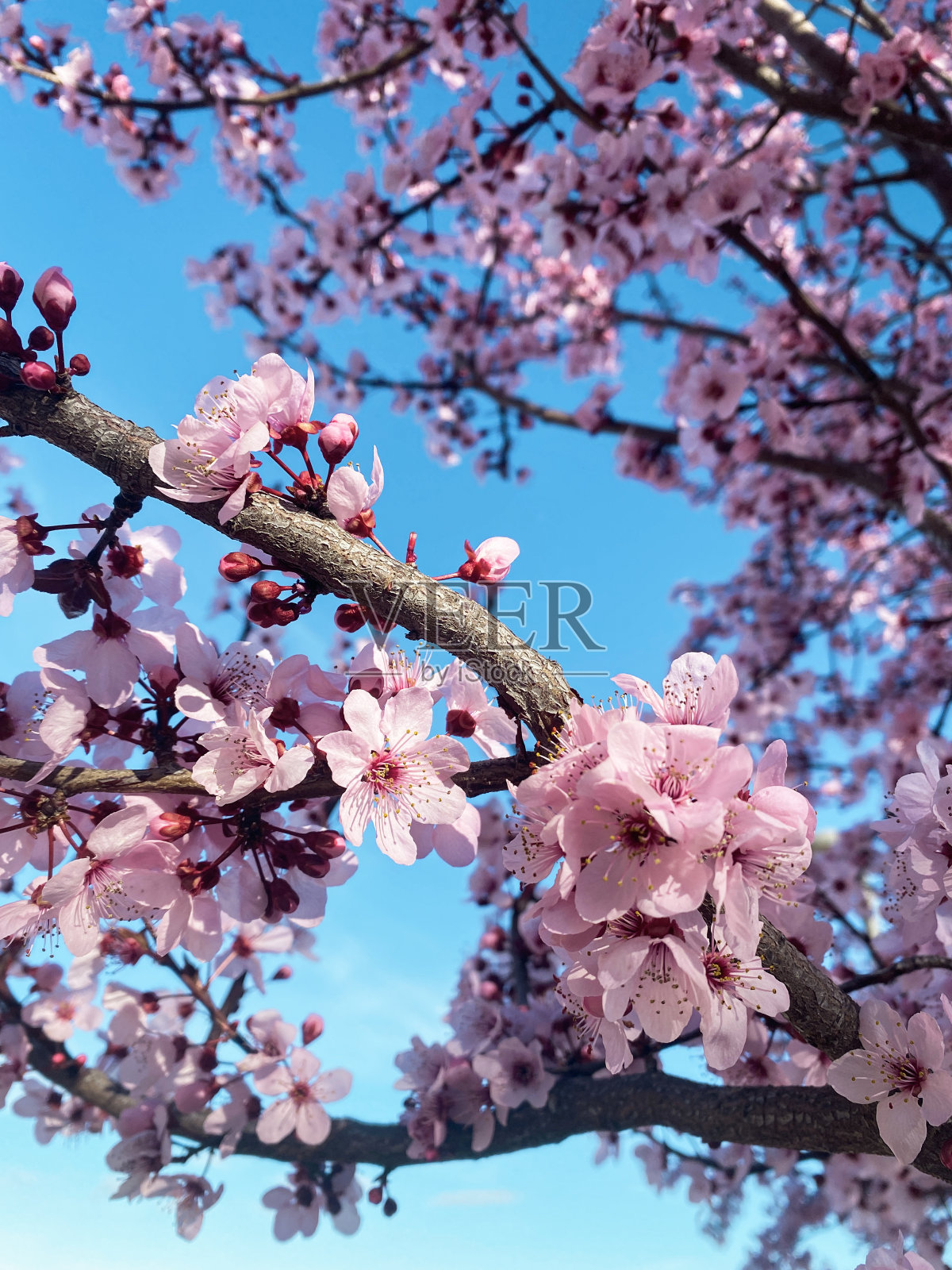 杏树开花了。树和树枝开满了花。照片摄影图片