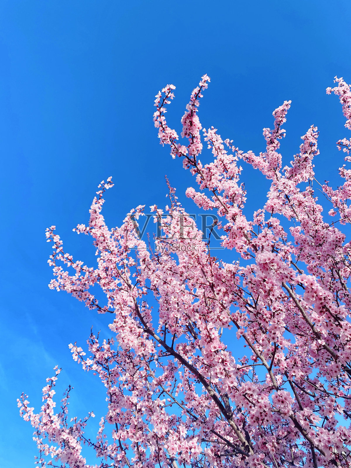 杏树开花了。树和树枝开满了花。照片摄影图片