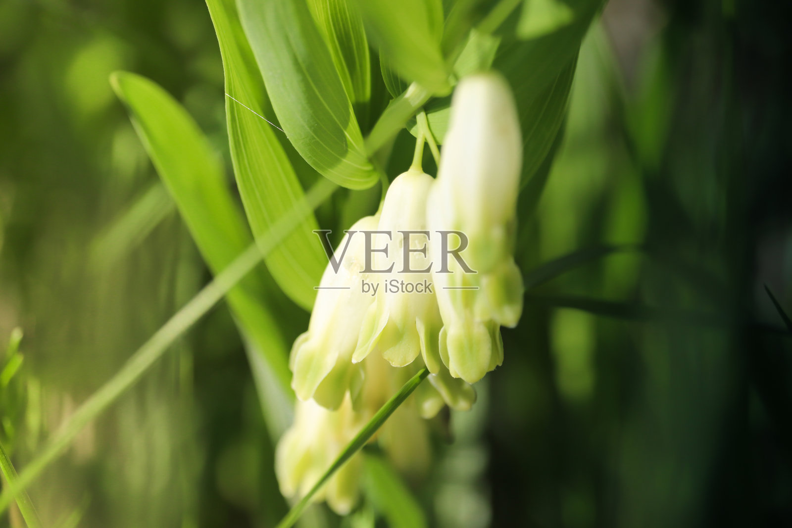 春心觉醒花股票照片照片摄影图片