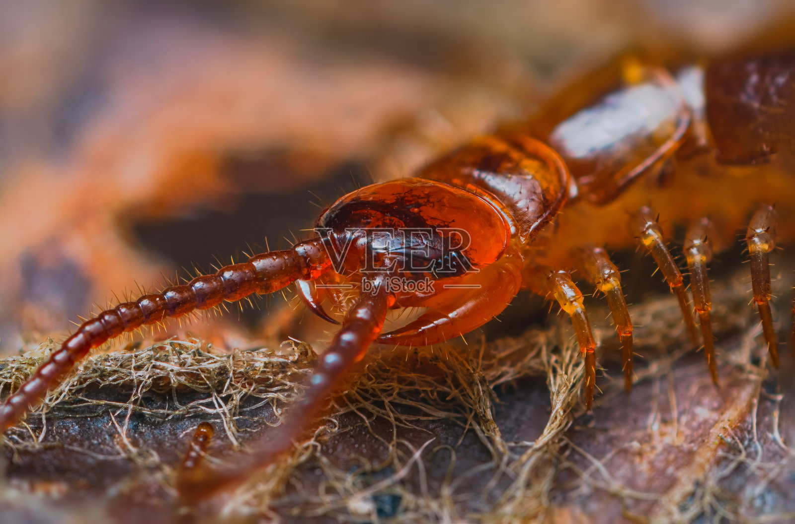 近距离的Lithobius forficatus,最常被称为棕色蜈蚣或石蜈蚣,是一种常见的欧洲蜈蚣的家庭Lithobiidae。蜈蚣的特写镜头照片摄影图片