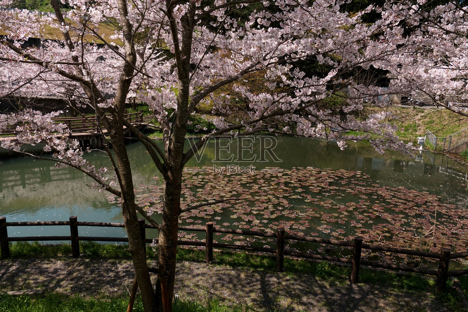 公园池塘边的樱花盛开照片摄影图片