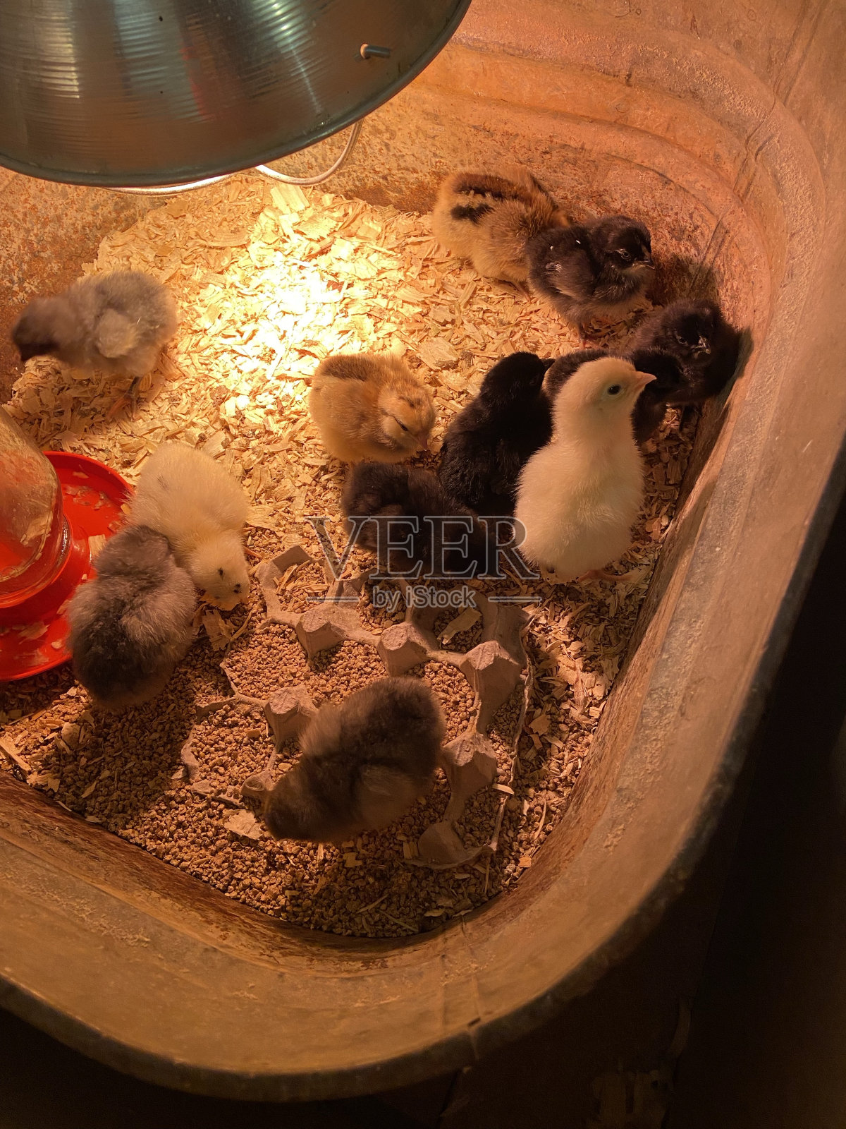 一群孵蛋的小鸡照片摄影图片