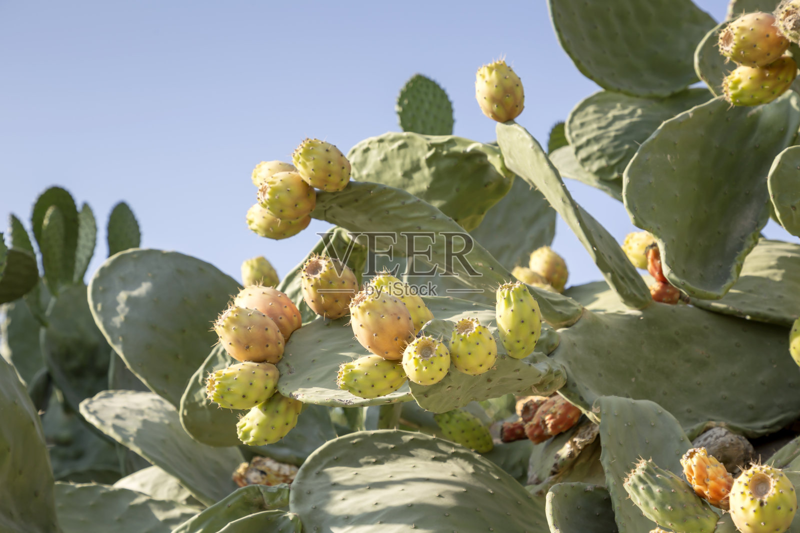 食用仙人掌-仙人掌梨(仙人掌)照片摄影图片