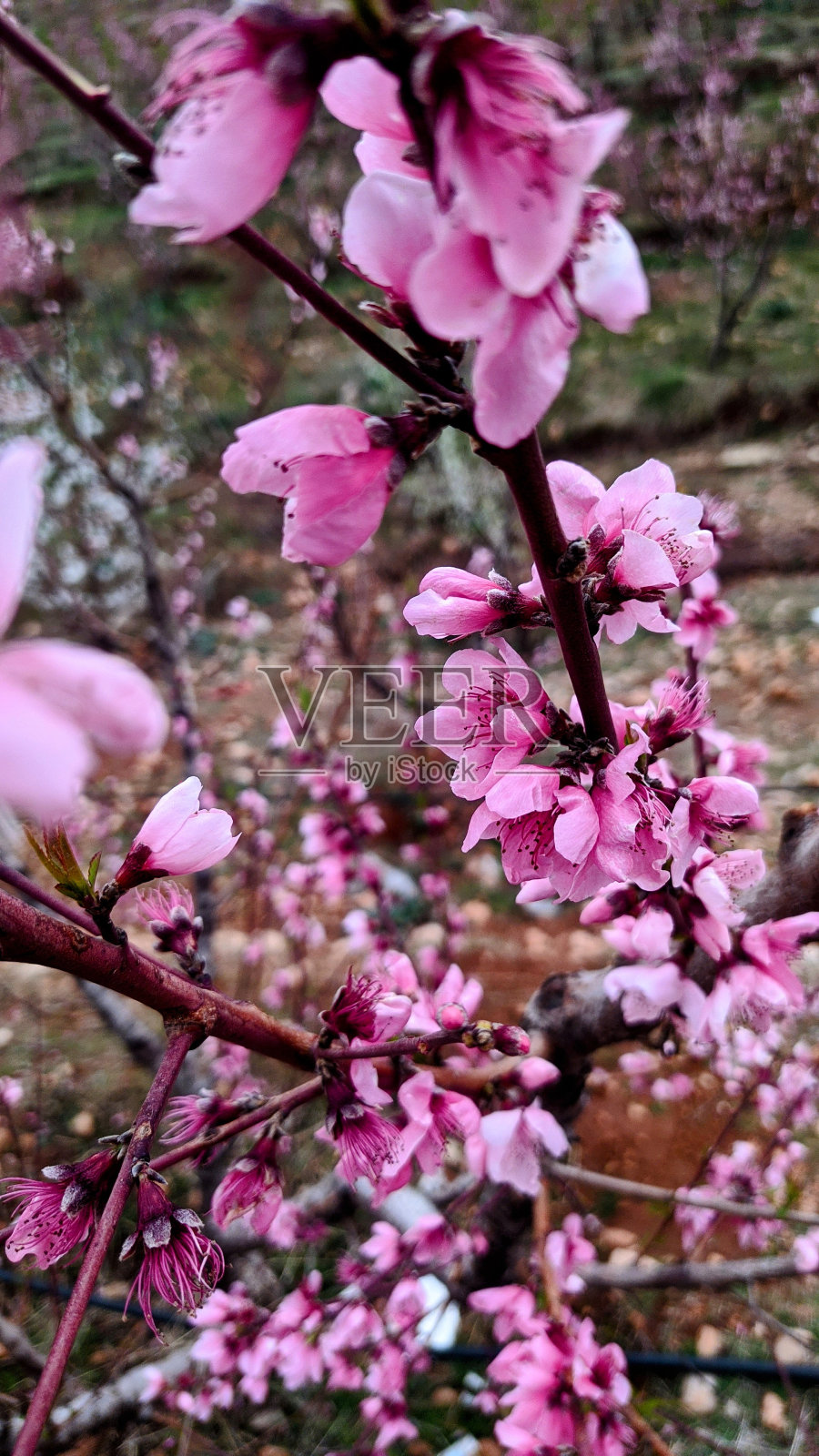 殉教树的花朵照片摄影图片
