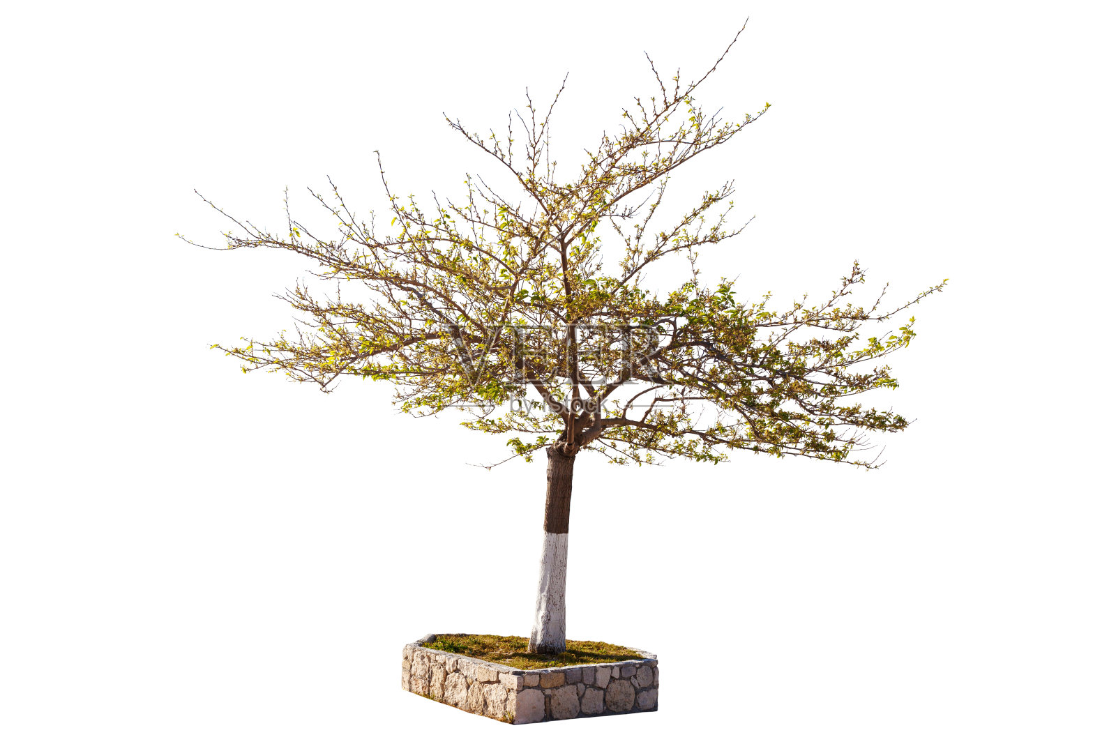 春天的孤树照片摄影图片