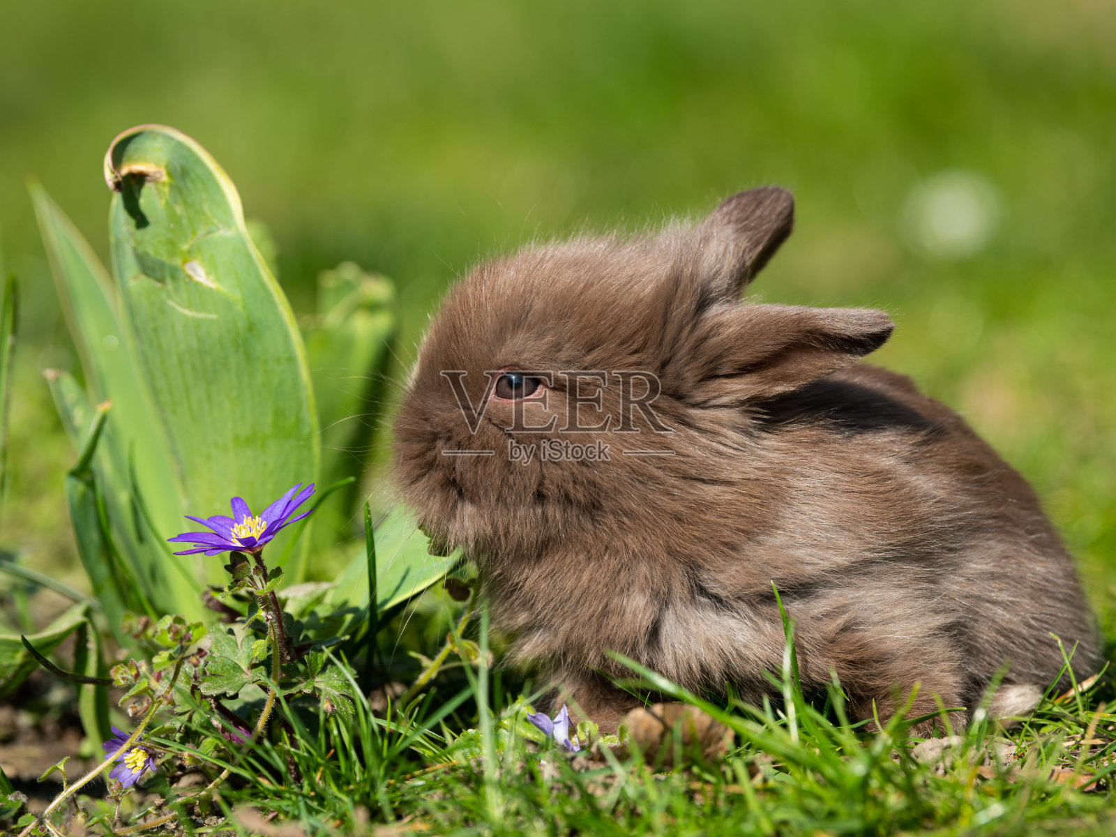 一只非常小的兔子坐在草地上照片摄影图片