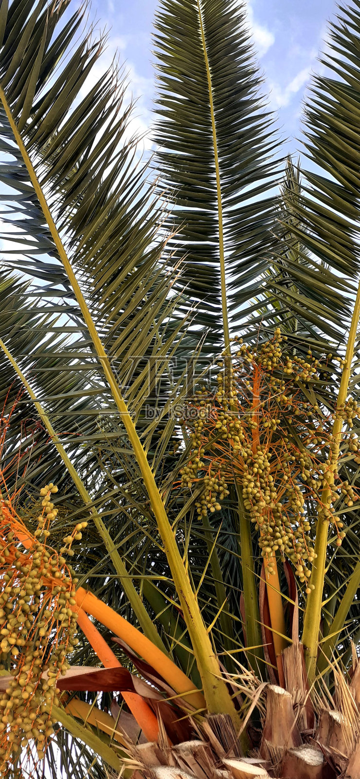 棕榈树照片摄影图片