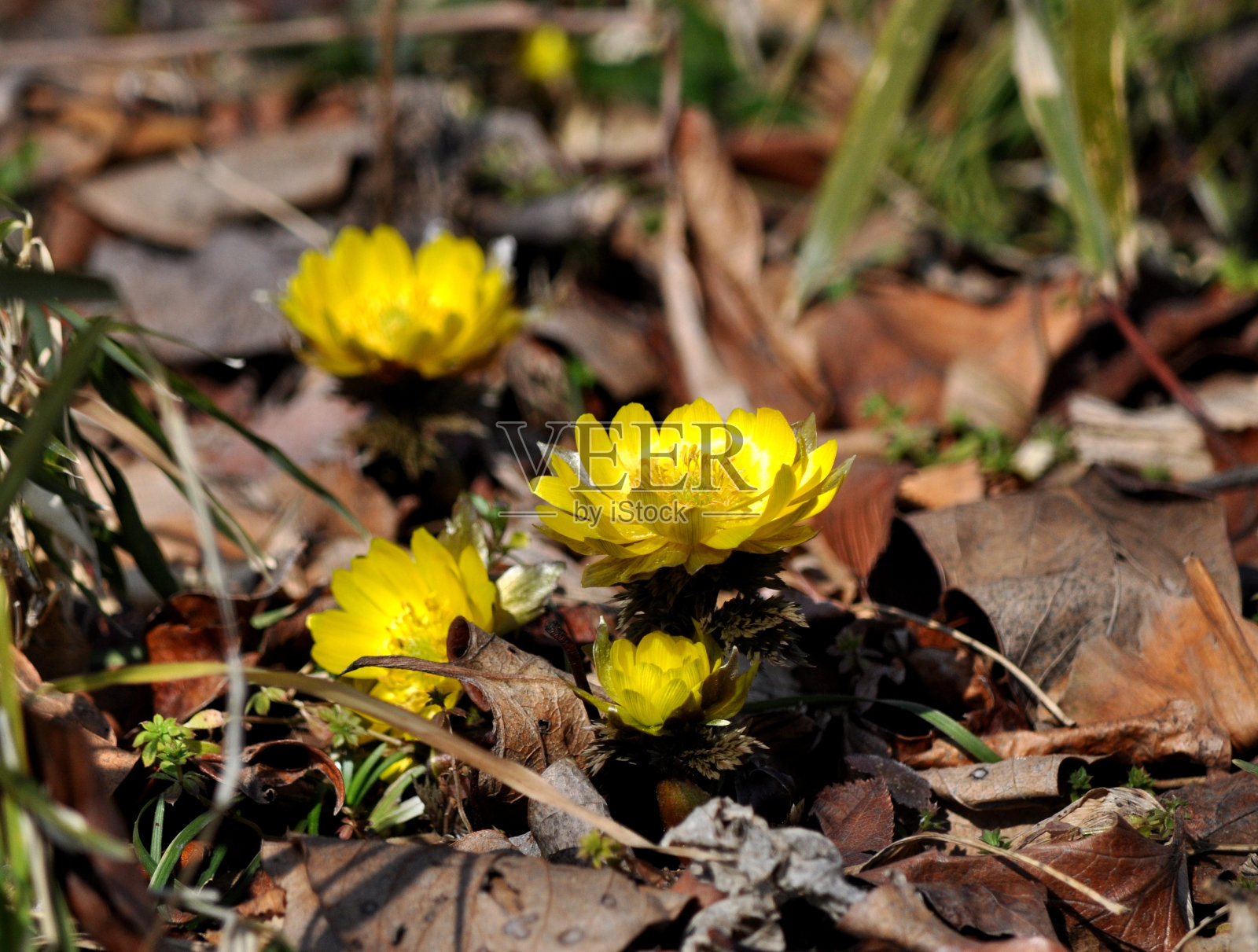 阿多尼斯·拉莫萨照片摄影图片