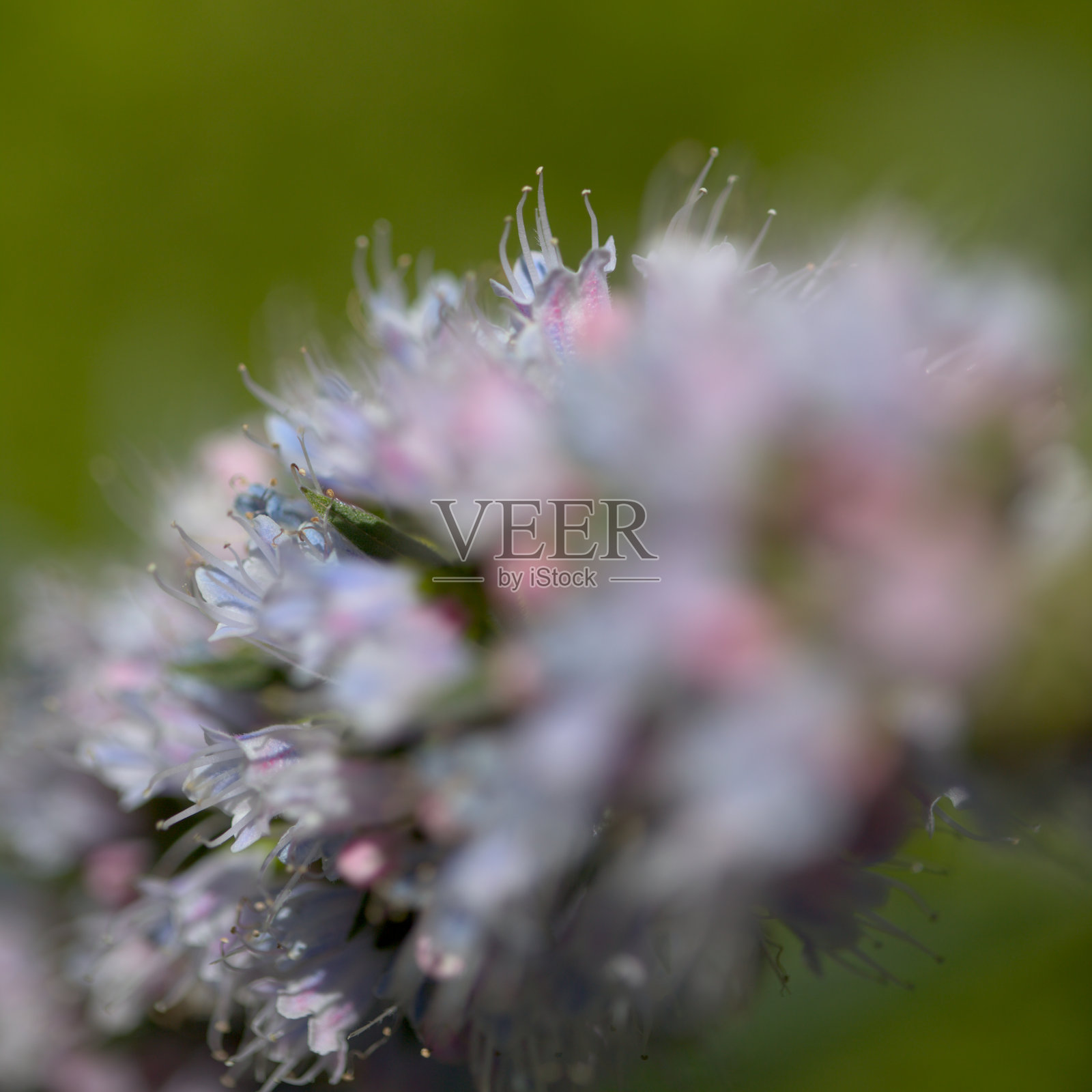 格兰 Canaria 的植物群 - Tenteniguada 的蓝蓟照片摄影图片