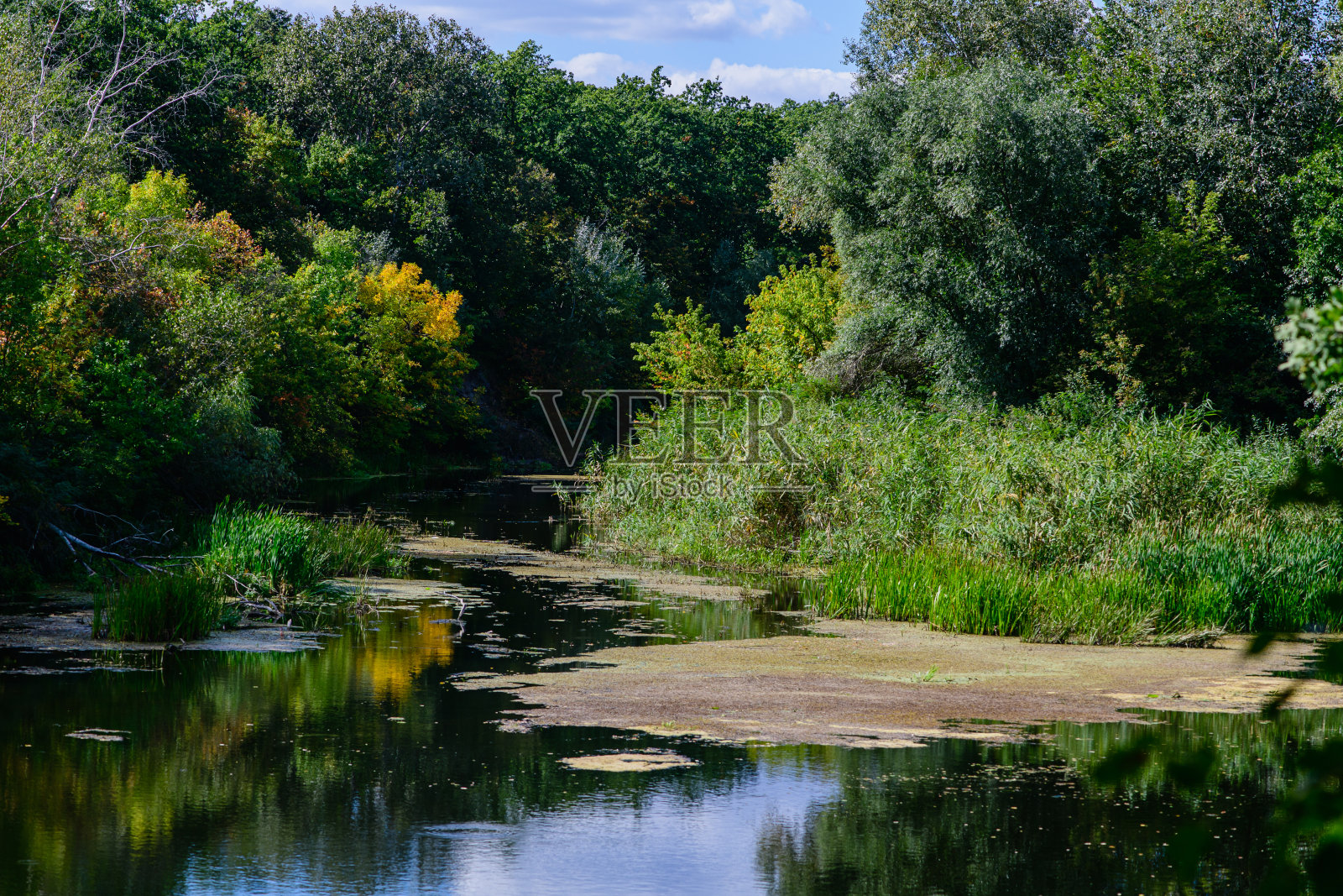 平静的江面,绿树成荫照片摄影图片