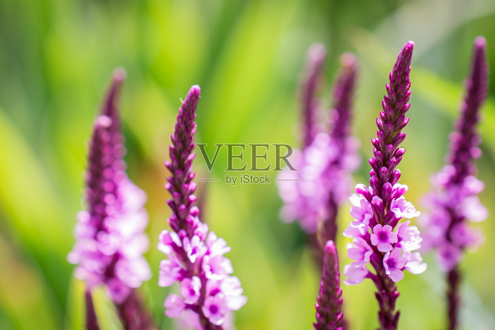 绿色背景的紫色马鞭草花照片摄影图片