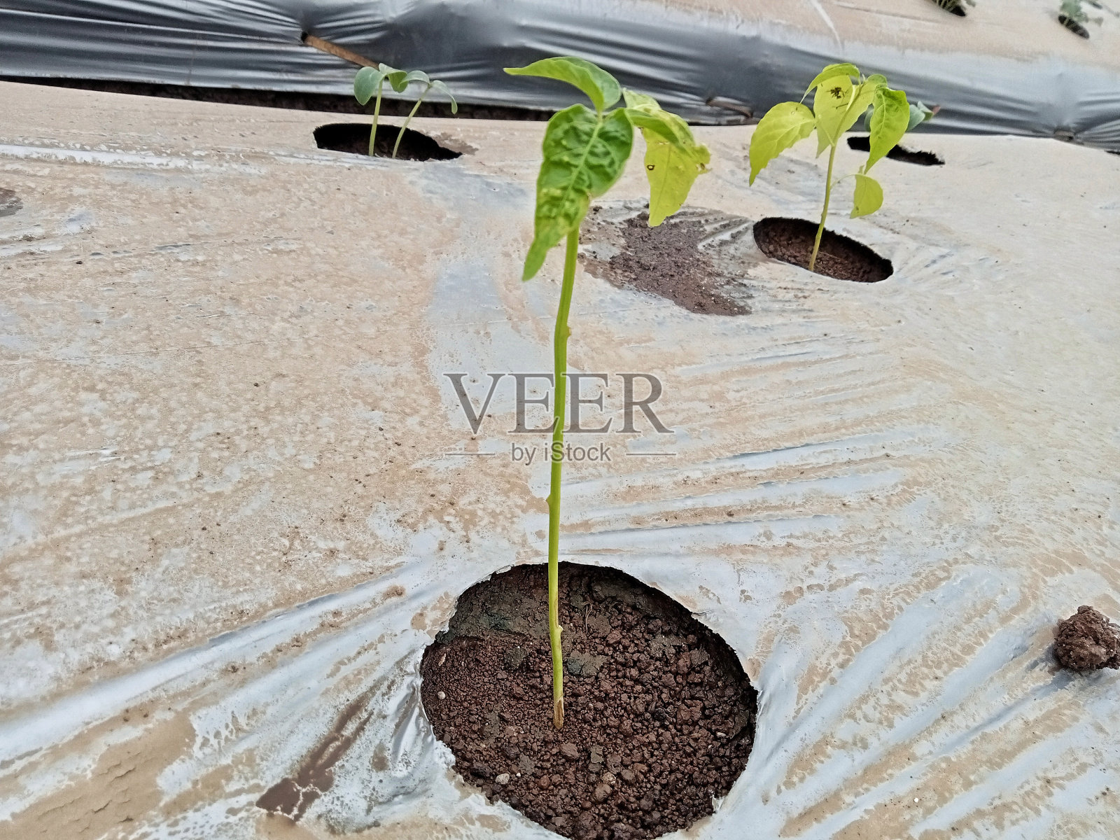 年轻的辣椒树照片摄影图片