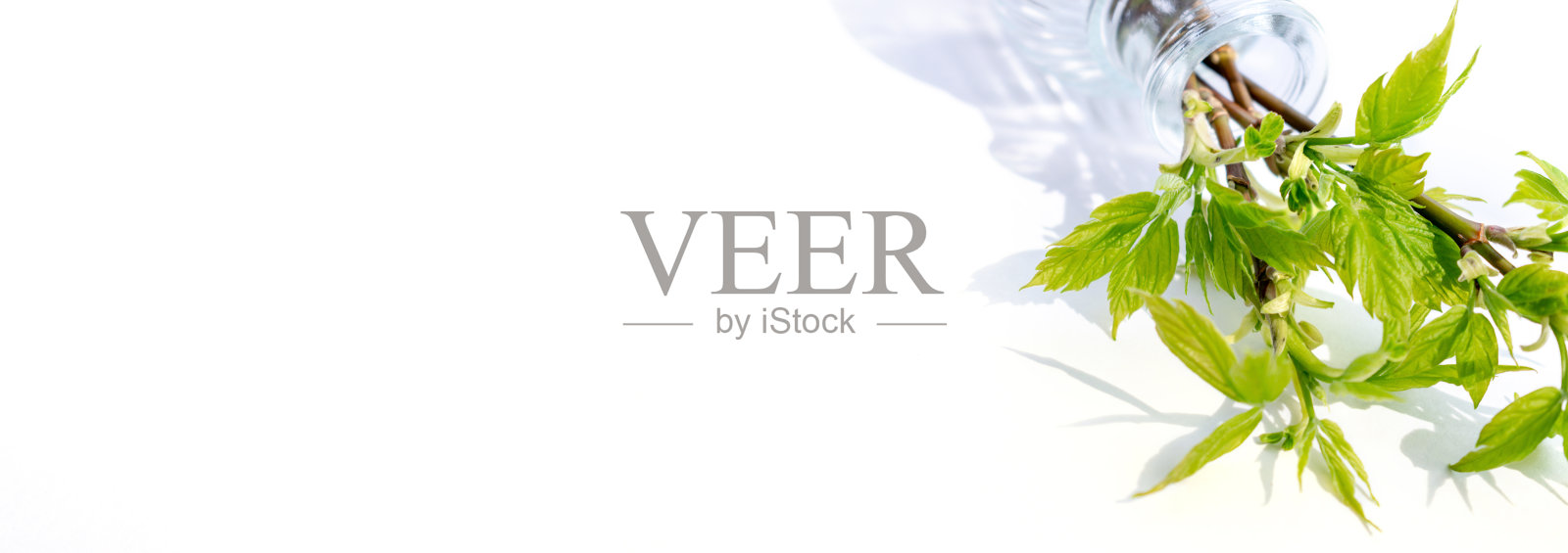 白色背景的花瓶里,绿叶盛开的树枝。简约的弹簧的概念。照片摄影图片