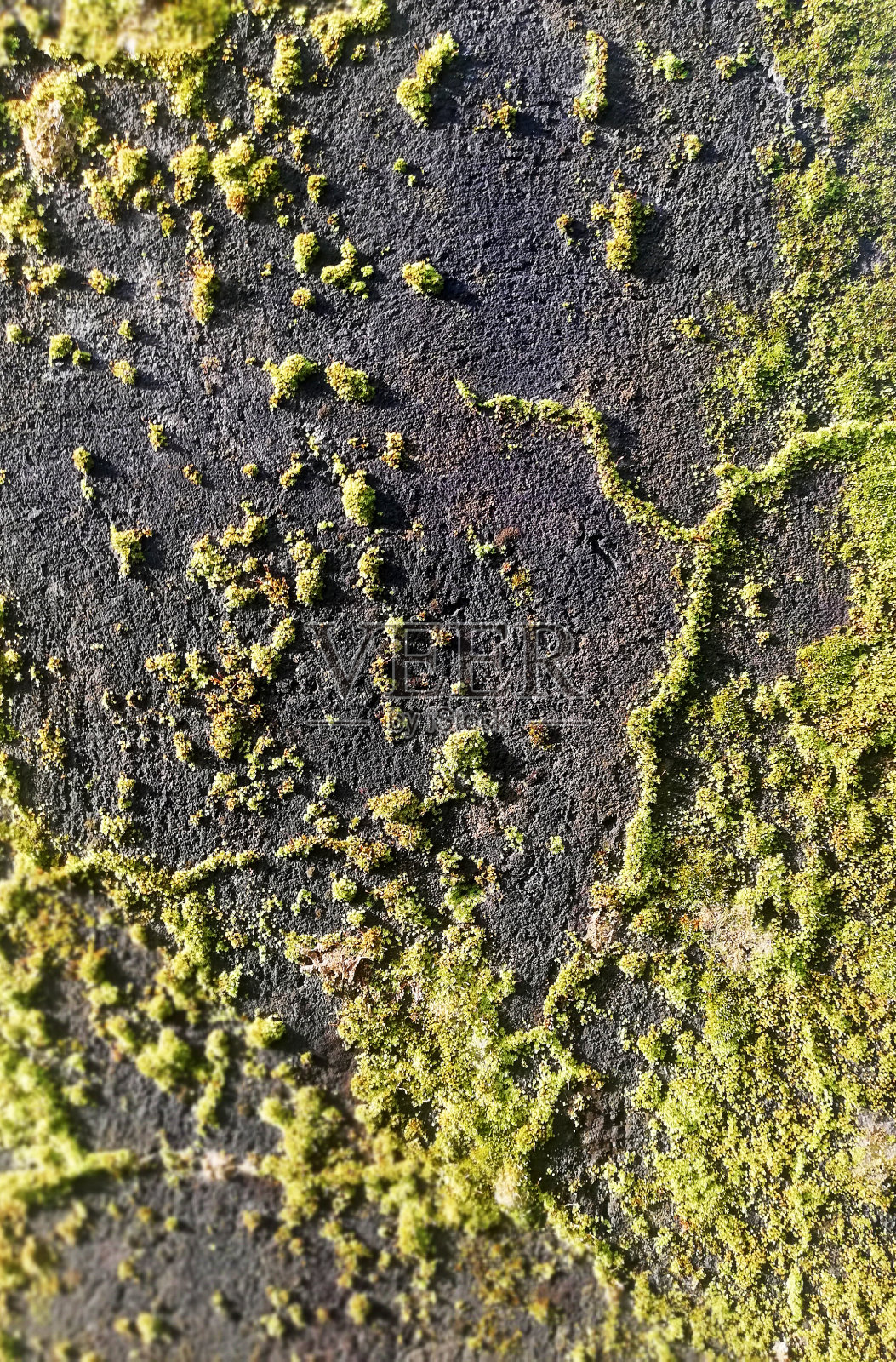 墙上长满了青苔照片摄影图片