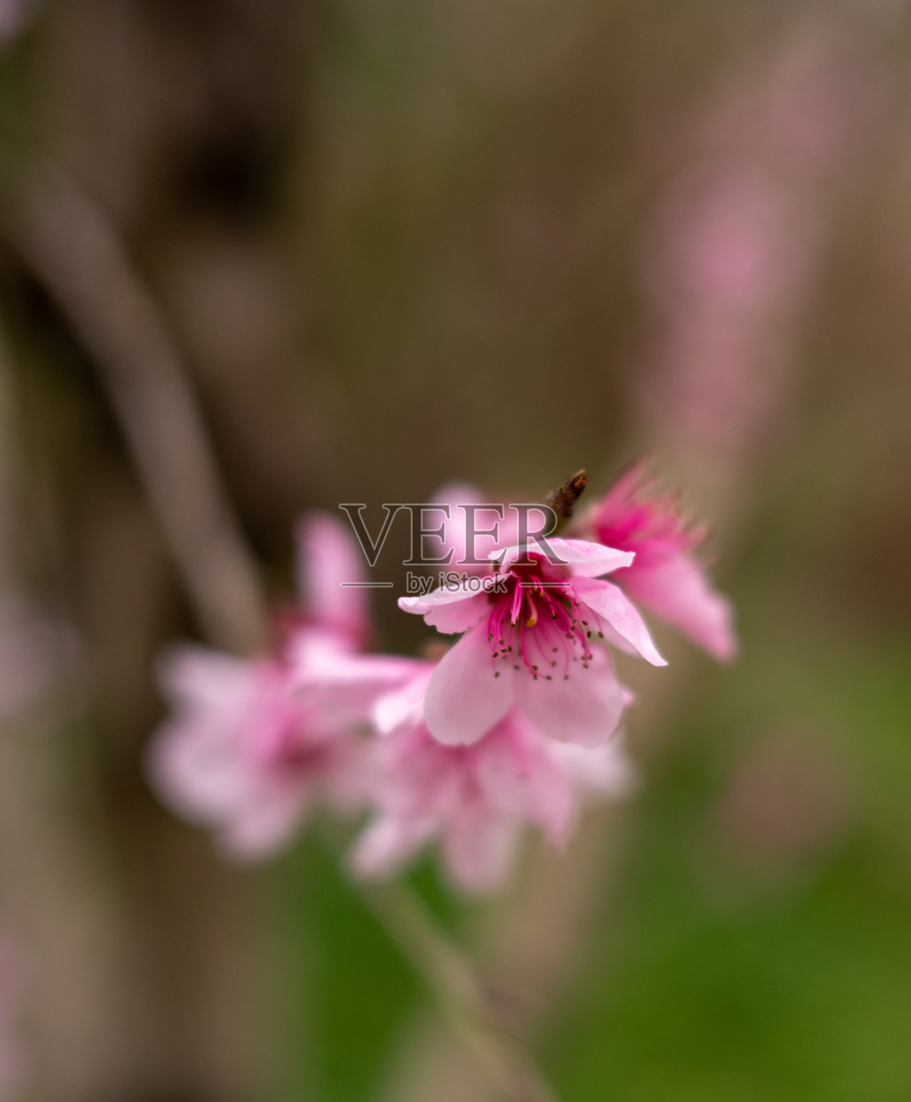 桃花。开花的树。粉色和绿色照片摄影图片
