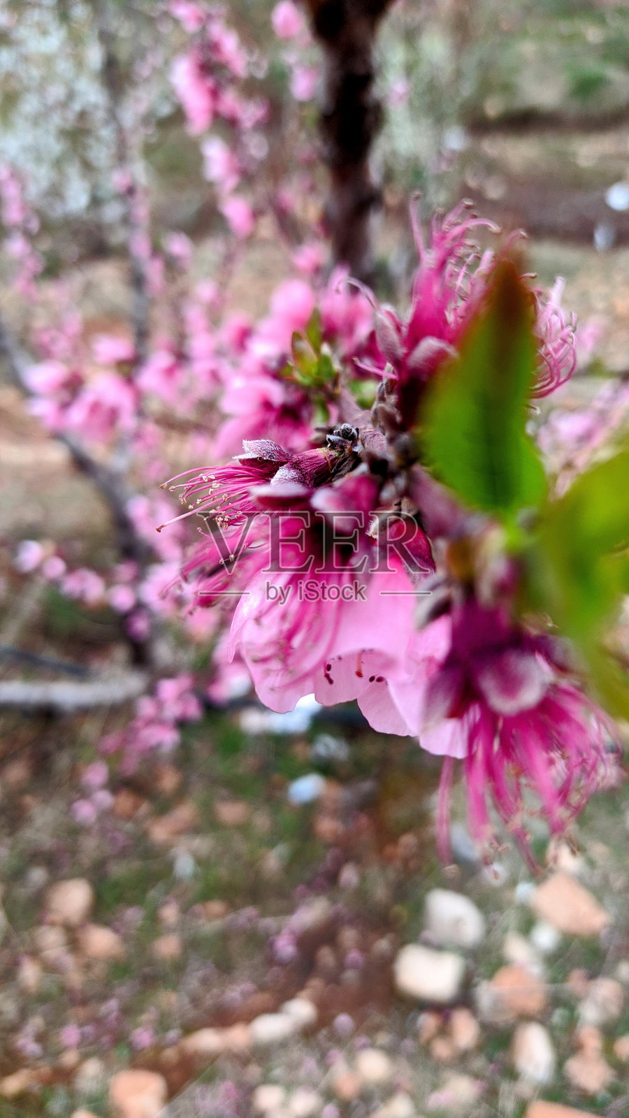 粉红色树的花照片摄影图片