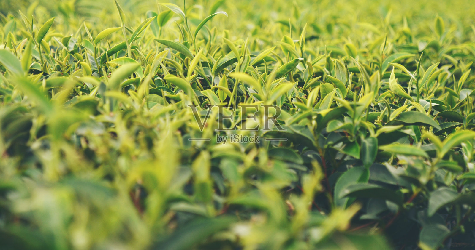 生态草药农场的绿茶树鲜叶。茶园晨光下的树。新鲜草本天然花园农田。饮用有机的舒缓健康植物。农场的绿茶树照片摄影图片