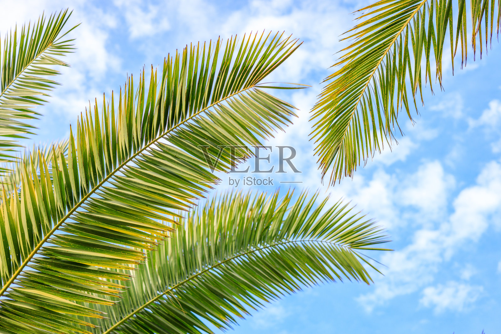 在多云的蓝天背景下,一棵棕榈树的几根树枝照片摄影图片