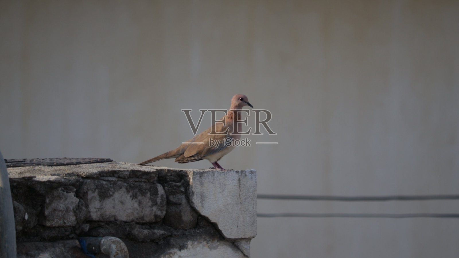 鸟照片摄影图片