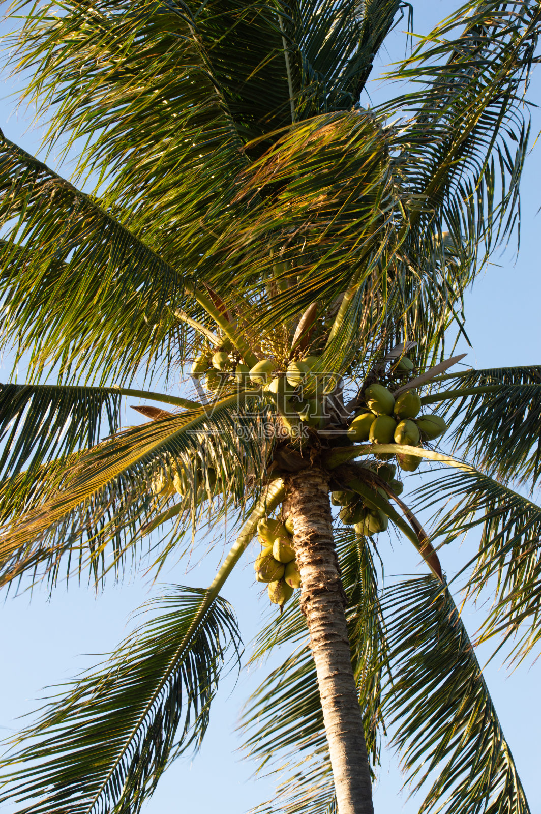 日落中的棕榈树——2022年1月下旬,夏威夷毛伊岛照片摄影图片