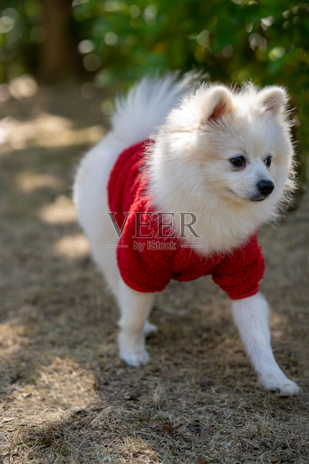 阳光公园的白色博美犬照片摄影图片