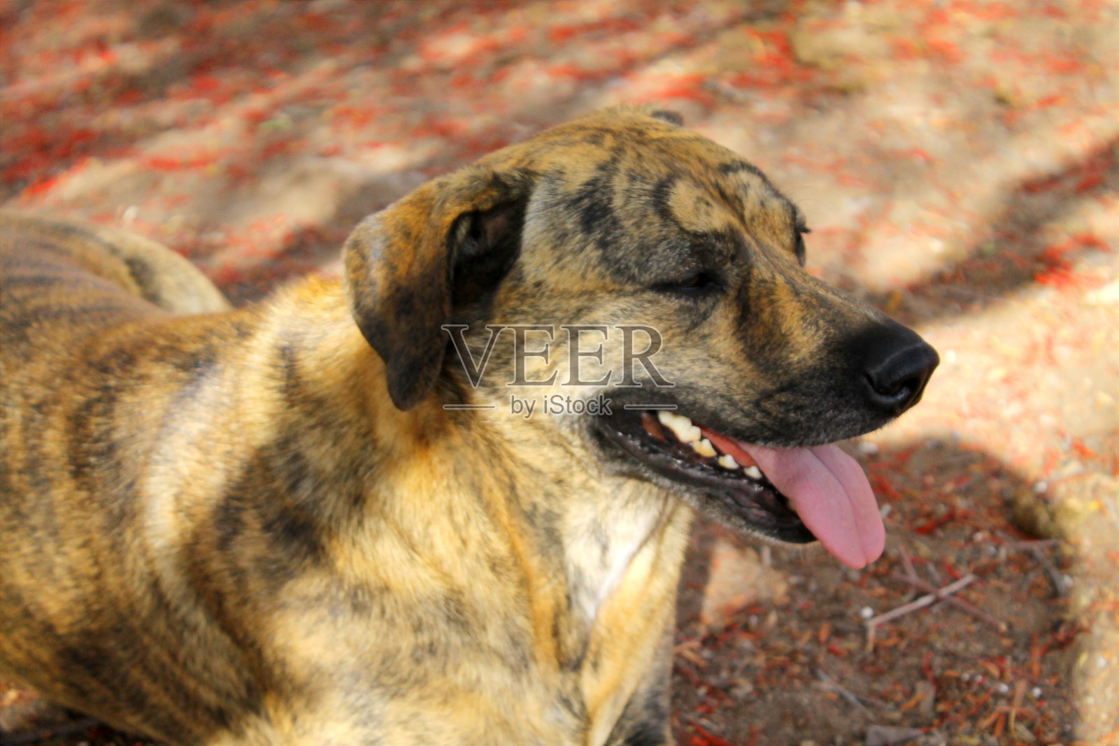 狗休息照片摄影图片