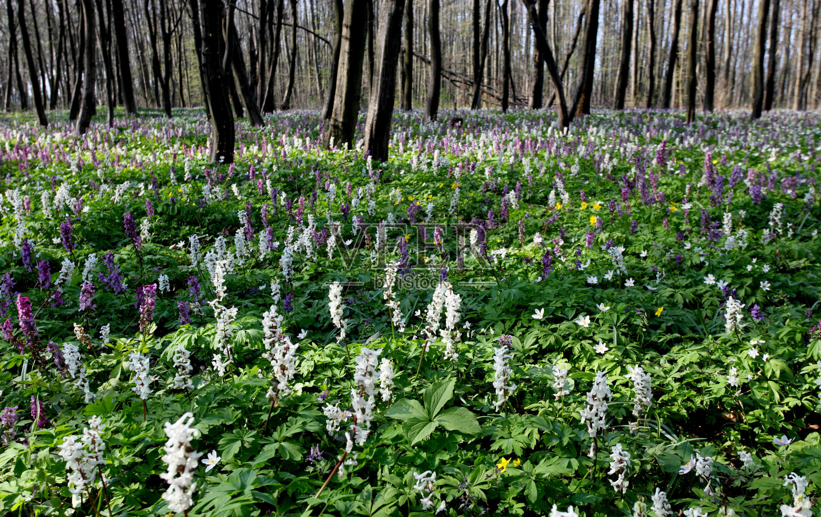 花照片摄影图片