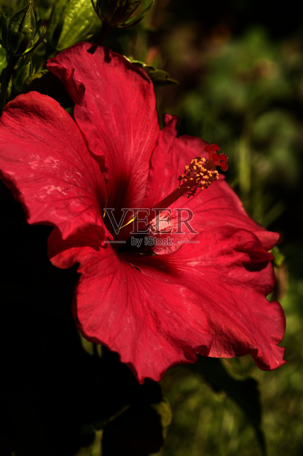 红色芙蓉花在草本边缘开花照片摄影图片