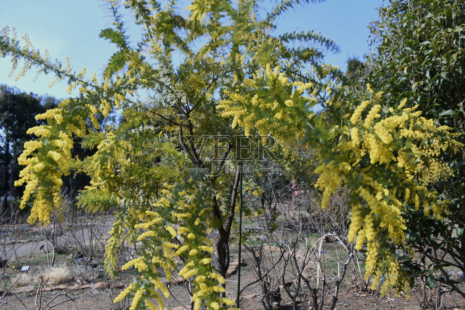 库塔蒙德拉金合欢(白杨相思)开花。照片摄影图片