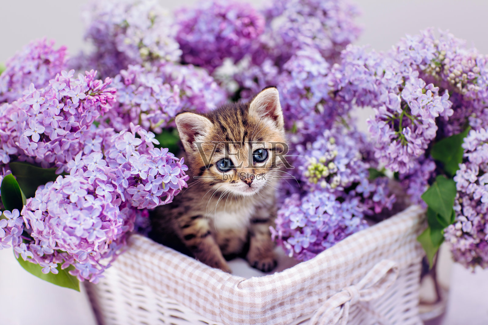 小猫正坐在装满春天紫丁香的篮子里照片摄影图片