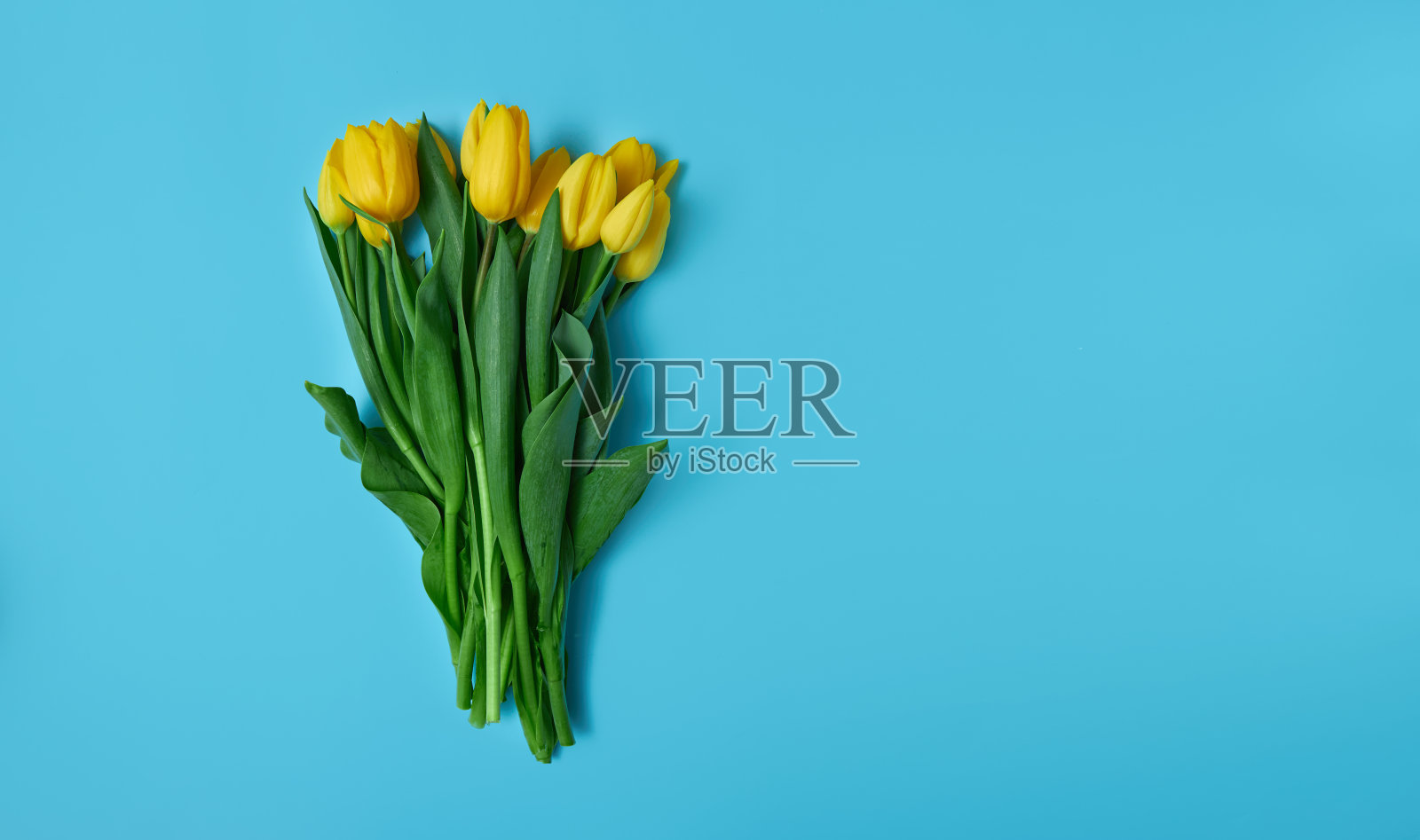 蓝色背景上的黄色郁金香。春天的花朵是乌克兰的象征照片摄影图片