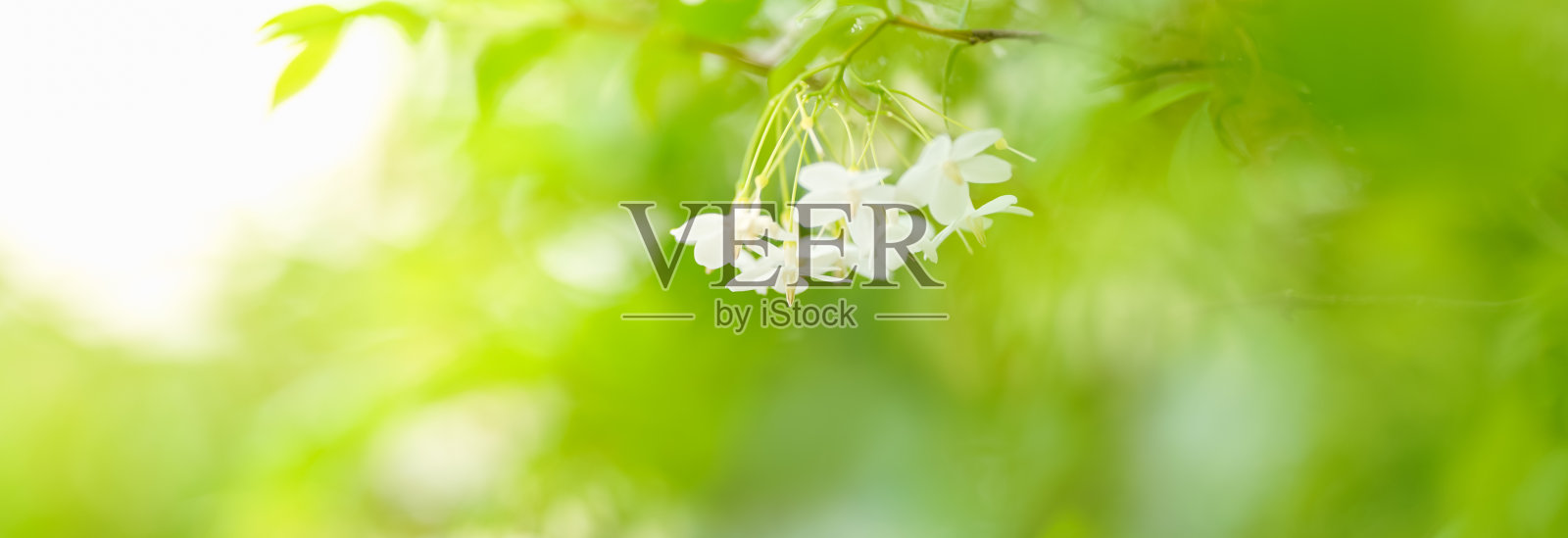 小白花在阳光下的特写与复制空间使用作为背景绿色自然植物景观,生态封面页的概念。照片摄影图片