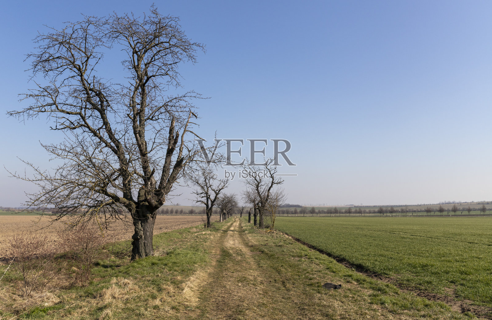 两条两旁种着树的田地之间的土路照片摄影图片