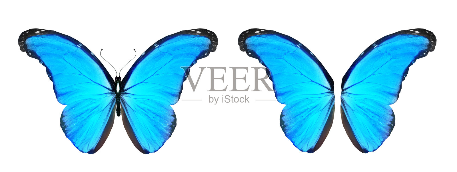 彩色大闪蝶和翅膀,孤立在白色背景上照片摄影图片