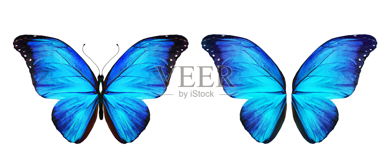 彩色大闪蝶和翅膀,孤立在白色背景上照片摄影图片