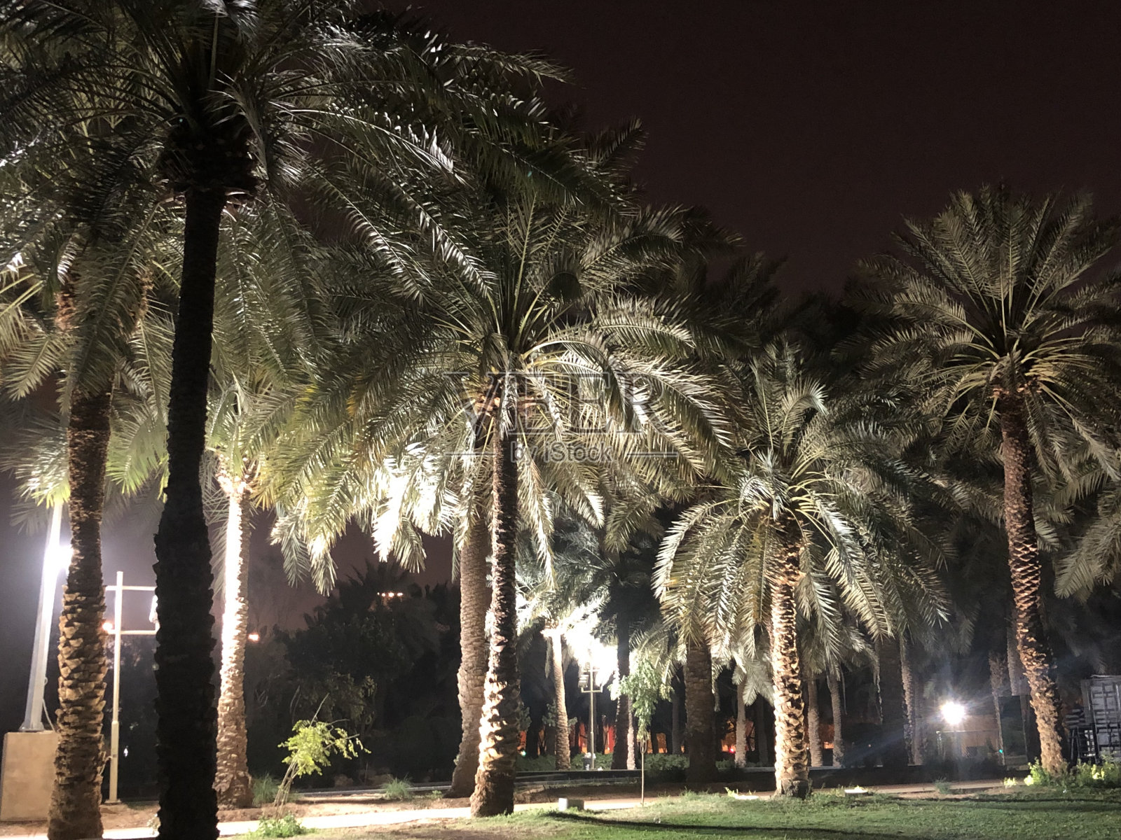 棕榈树公园照片摄影图片