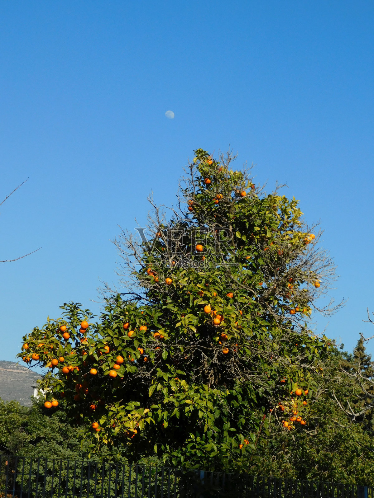 酸橙树照片摄影图片