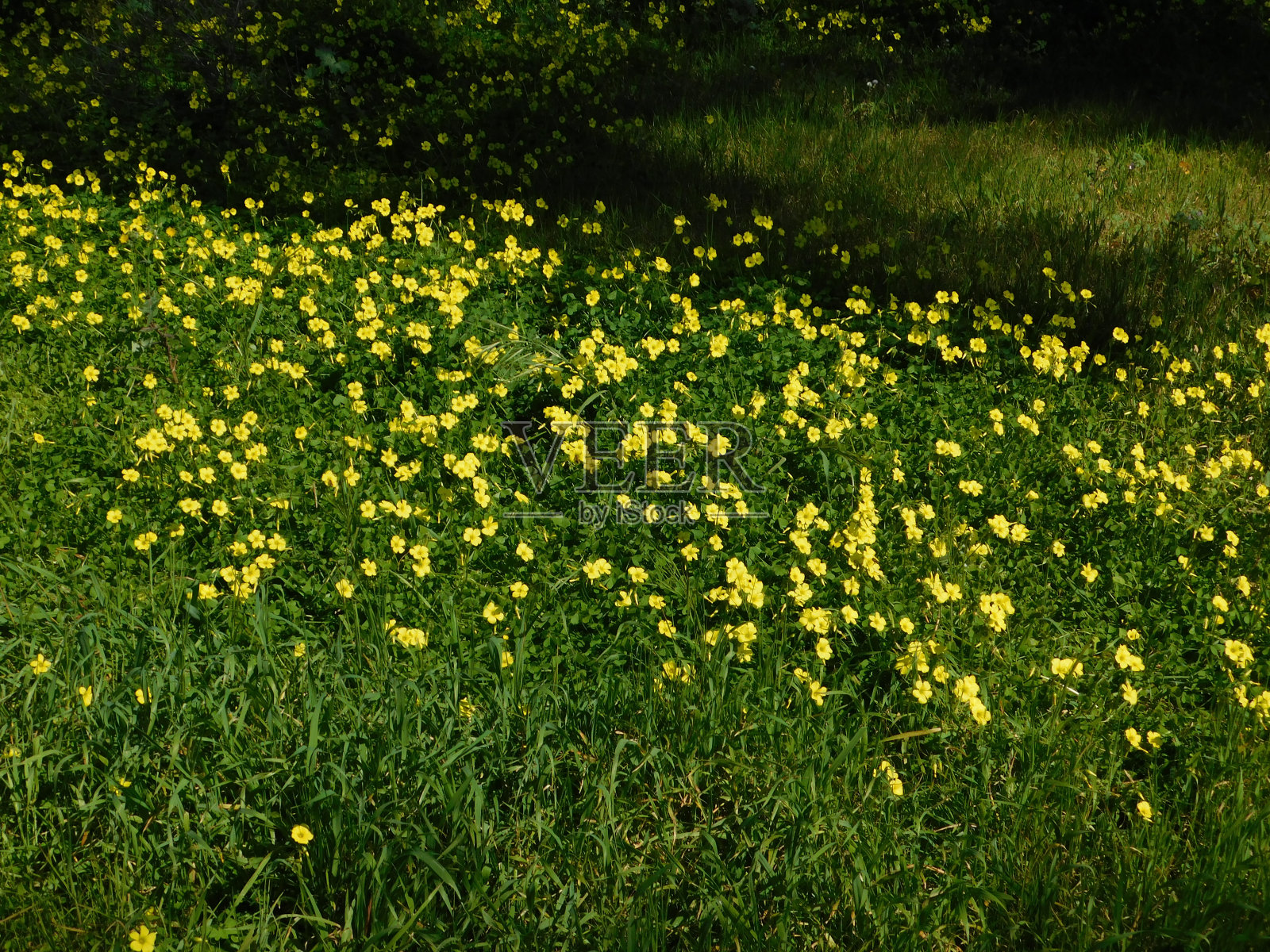 黄色的野花照片摄影图片