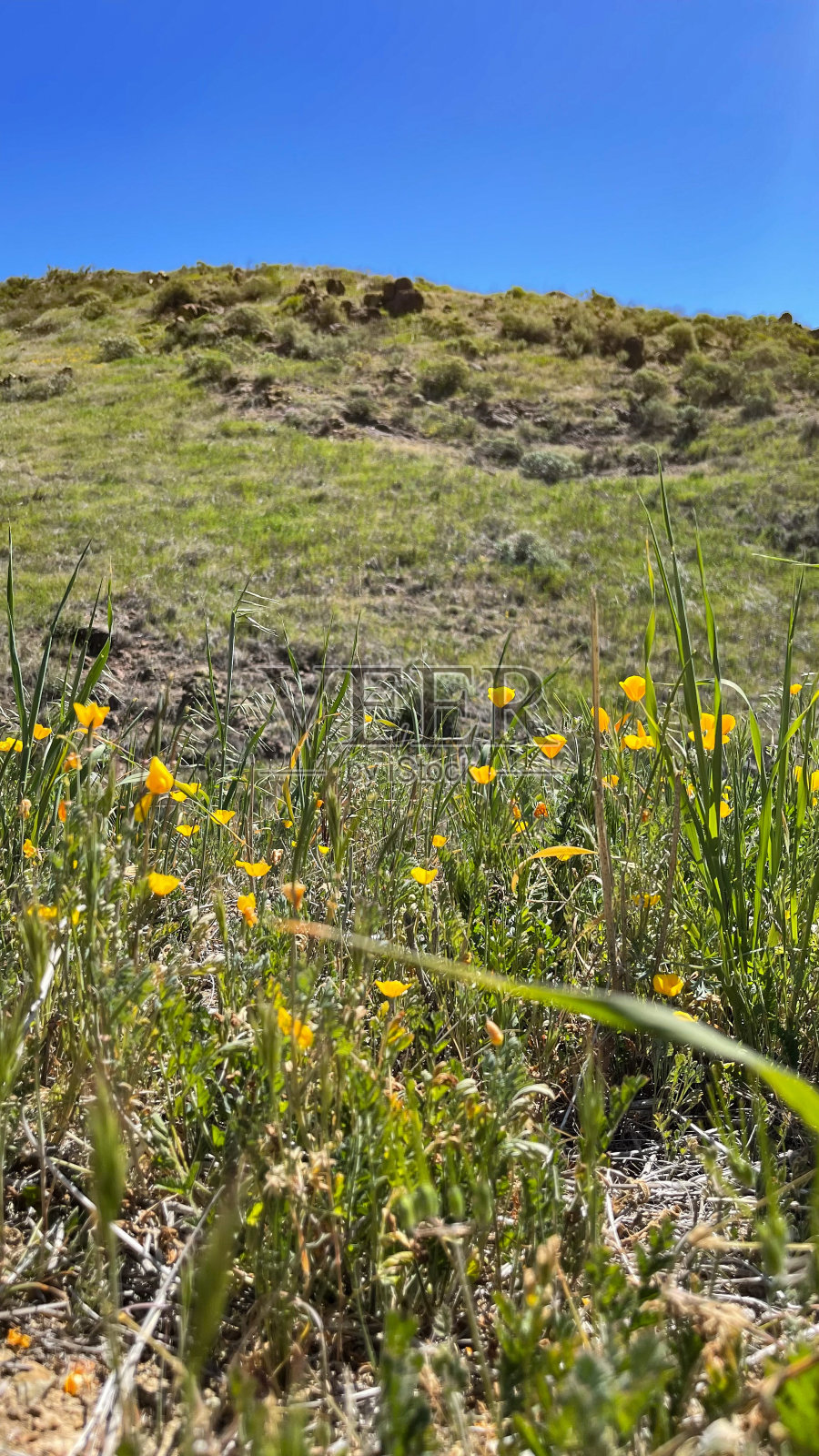 加州罂粟花照片摄影图片