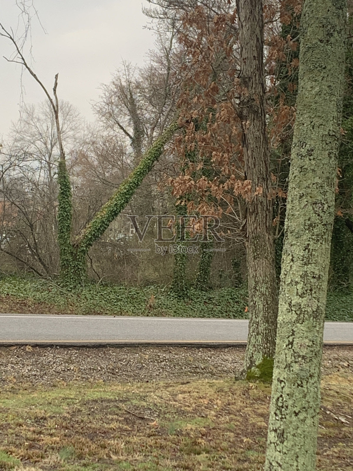 V树照片摄影图片