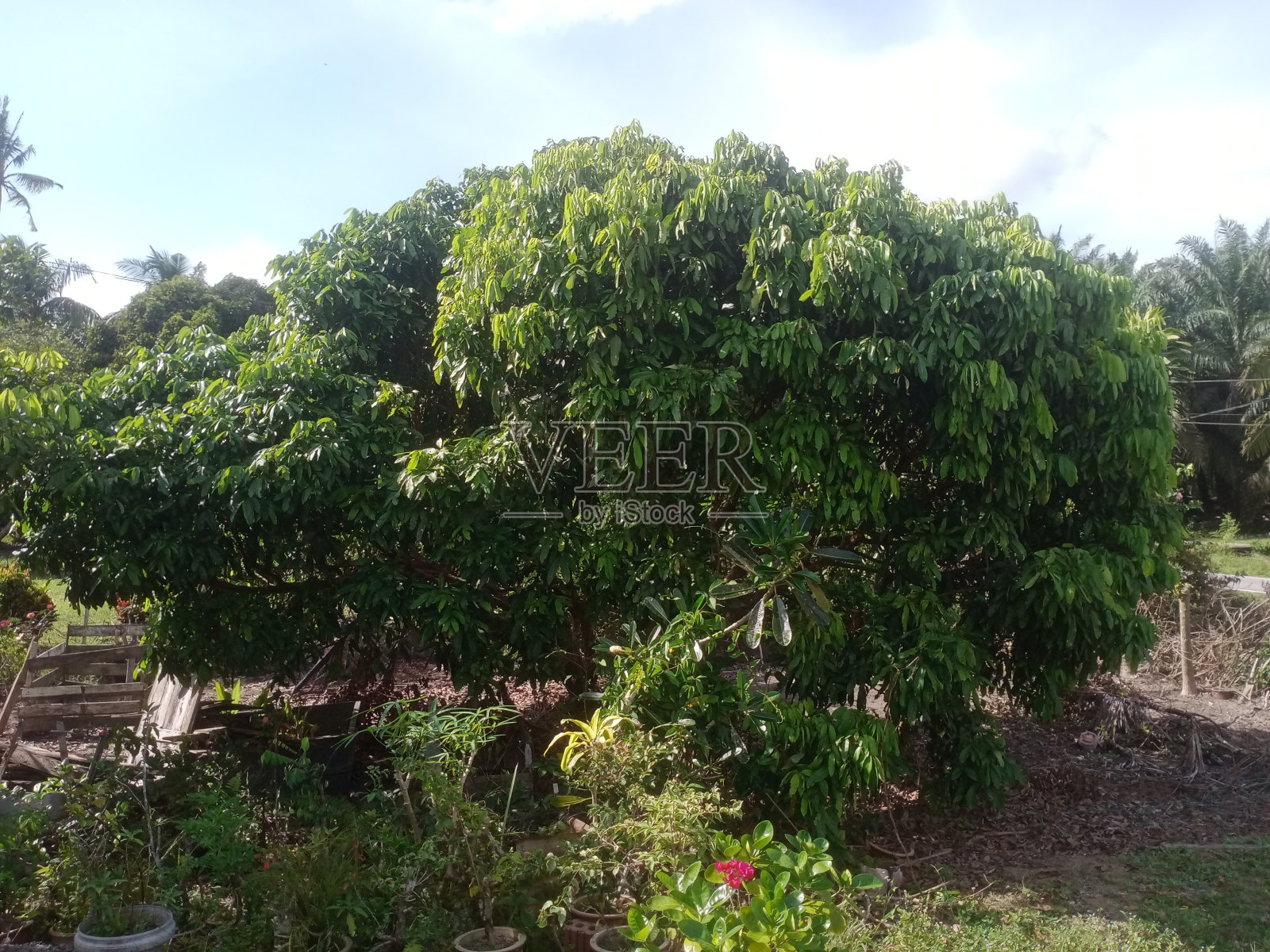 近距离观察龙眼或龙眼或龙眼树照片摄影图片