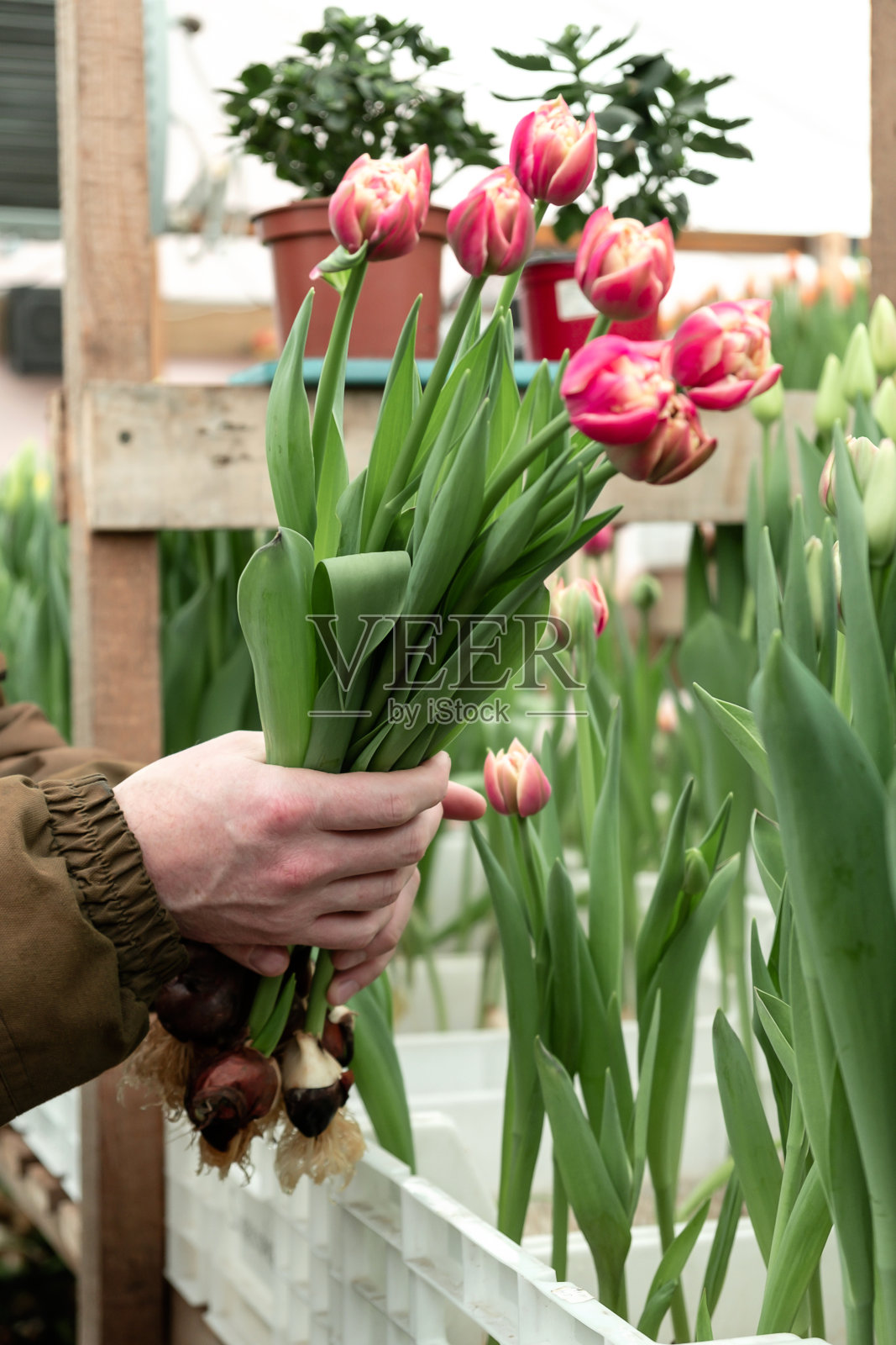 一名温室工人在温室里剪出售的粉红色郁金香。小生意。春天的概念,园艺。妇女节和母亲节。手关闭。照片摄影图片