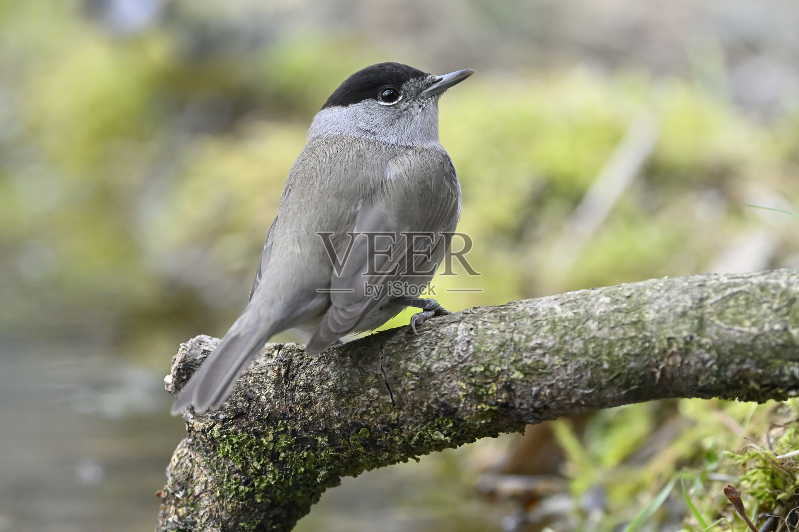 雄性黑头莺照片摄影图片